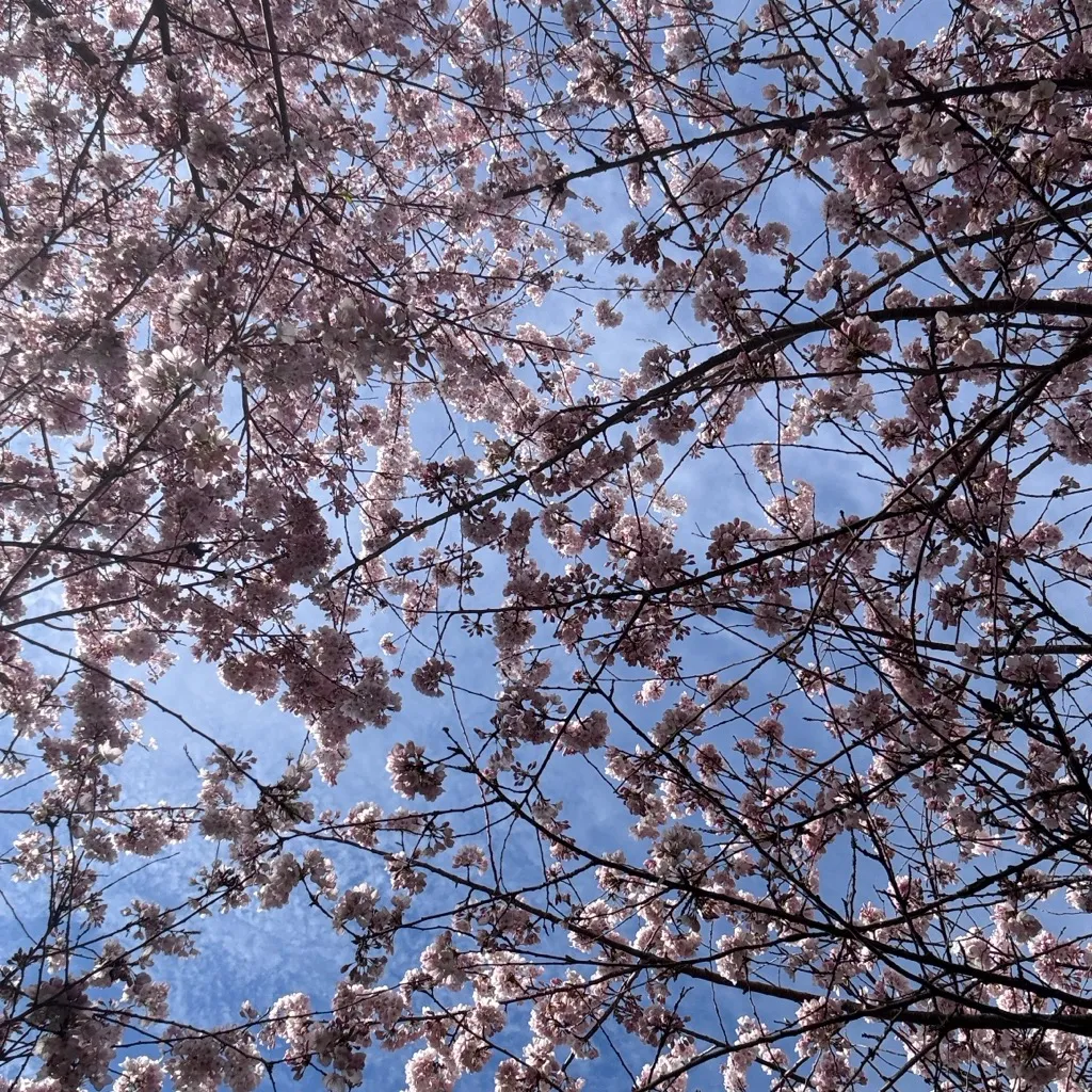 Cherry blossoms seen from below against a blue sky — a symbol of impermanence